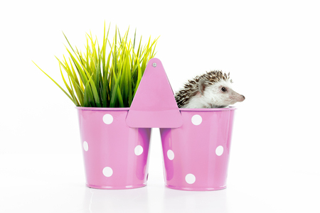 Cute hedgehog inside a vase isolated in whiteの写真素材