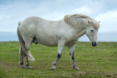 Icelandic horse with dramatic ovescast skyの写真素材