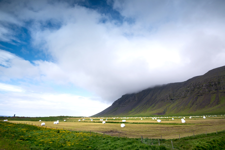 Large field with hay wrapped in protective plastic in Icelandの写真素材