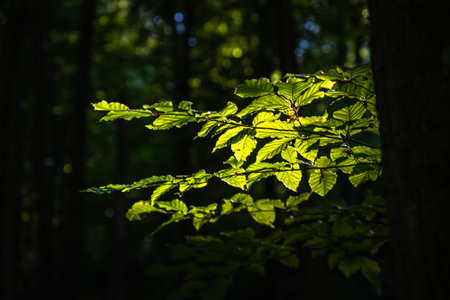 Artistic Green Leaves Against Dark Forest Background in Poland