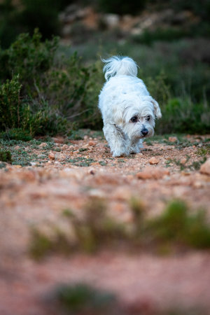 A white furry dog is walking on a rocky path with grass and bushes in the countryside.の写真素材