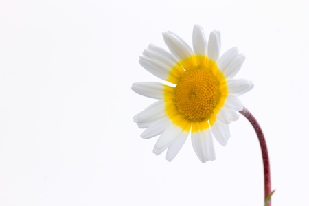 daisy flower on white backgroundの写真素材