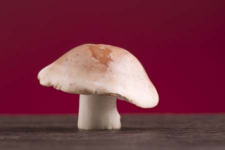 mushroom on red backgroundの写真素材