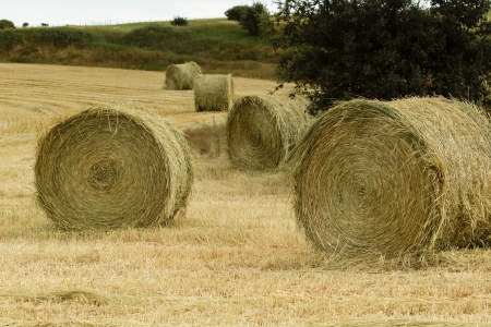 straw bales after harvestの写真素材