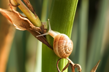 snailの写真素材