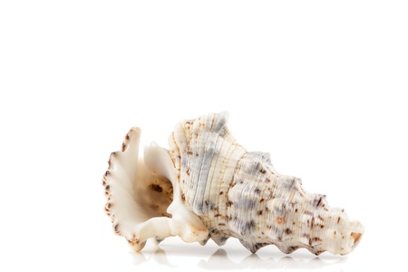 seashell on white background