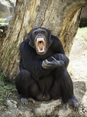 Chimpanzee with his mouth openの写真素材