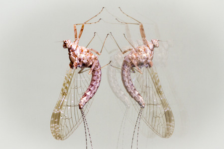 Macro photograph of a beautiful dragonflyの写真素材