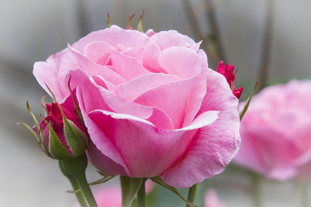 primer plano de petalos de rosaの写真素材
