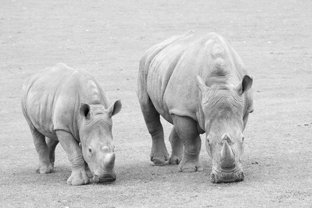 Wild animals in meadowの写真素材