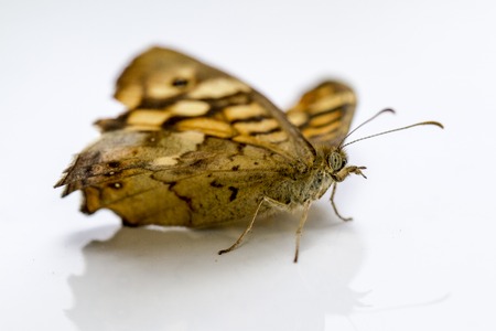 butterfly in gardenの写真素材