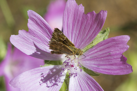 butterfly in gardenの写真素材