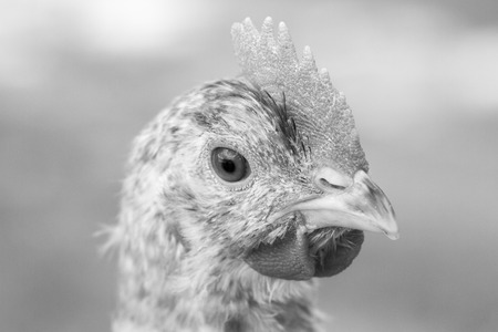 White hen on the green grassの写真素材