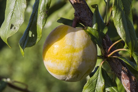 Plum tree with delicious big red plums at sunrise closeupの写真素材