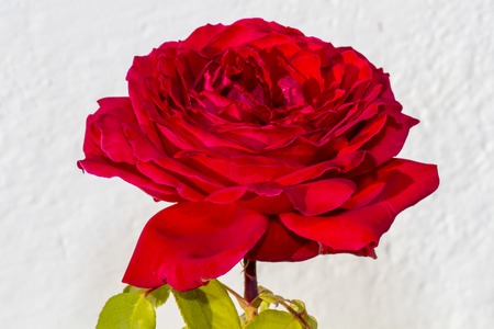 red rose isolated on white backgroundの写真素材