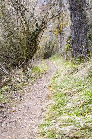 Natural path in the forestの写真素材