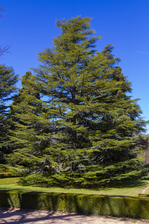 pine treeの写真素材