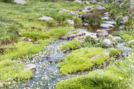 Mountain River, Rushing Water Flowing Texture, clear mountain streamの写真素材