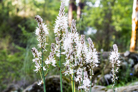 White flower outside on fieldの写真素材