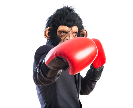 Monkey man with boxing glovesの写真素材