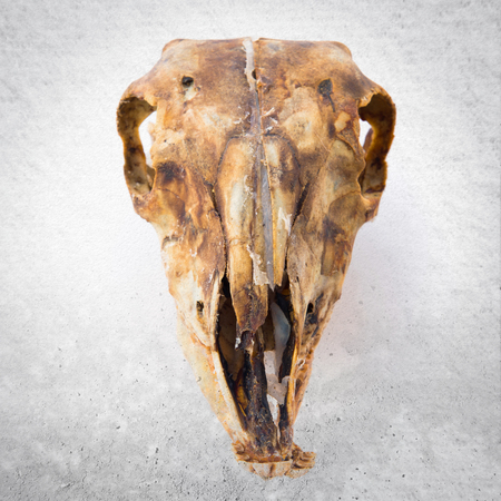 Rabbit skullの写真素材