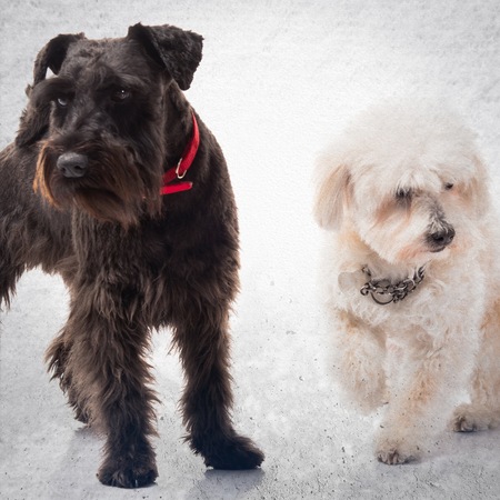 Small white and black dogs