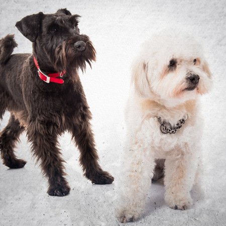 Small white and black dogsの写真素材