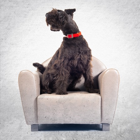 Small black dog on tiny armchair