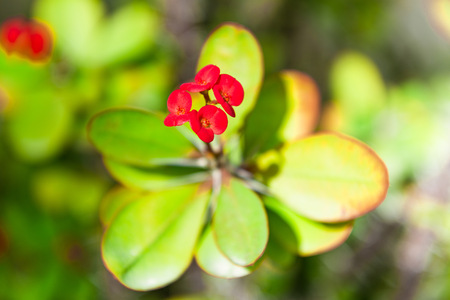 Beauty and colorful flowersの写真素材