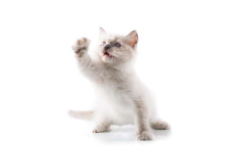 Adorable cat on isolated white backgroundの写真素材