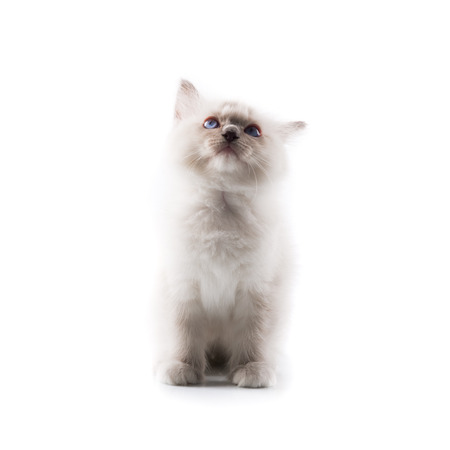 Adorable cat on isolated white backgroundの写真素材