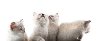 Adorable cats on isolated white background