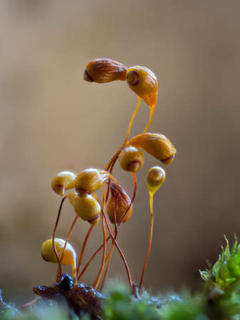Brown moss spore capsules with blurred background