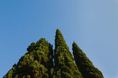 Group of green vertical trees. Bottom viewの写真素材