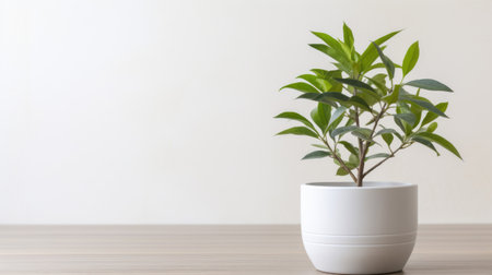 A potted plant sitting on top of a wooden tableの素材