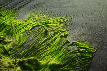 Green moss and sandの写真素材