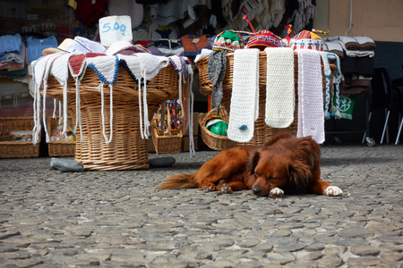 Dog sleeping on a street near a shop in Madeiraの写真素材