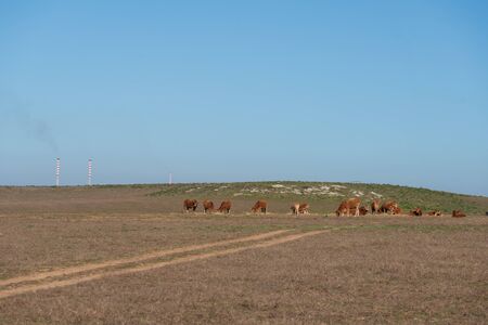 Cows eating grass on a dry field, in Costa Vicentina, Portugalの写真素材