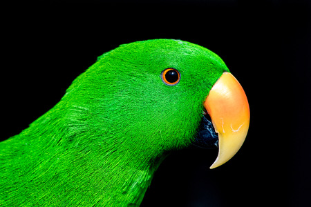 green parrotの写真素材