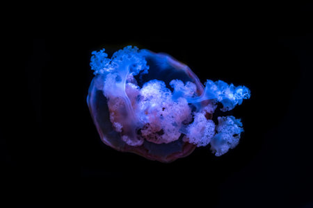 Bioluminescente jellyfish floating in dark