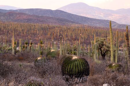 Biznaga at desert landscape in Puebla, Mexicoの写真素材