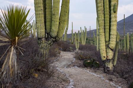 Pathway through cactuses and desert flora in mexicoの写真素材