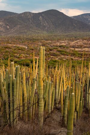Desert landscape in Tehuacan, Mexicoの写真素材