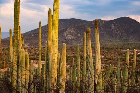 Tall cactuses in desert landscapte at the ecological reserve of tehuacan, Pueblaの写真素材