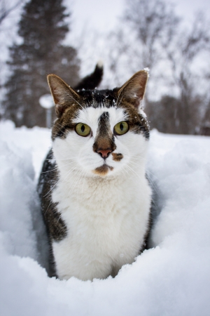 Cat On Snow Looking at the Cameraの写真素材