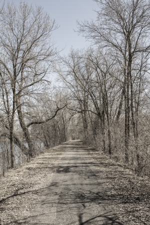 Pathway with Tree Branchesの写真素材