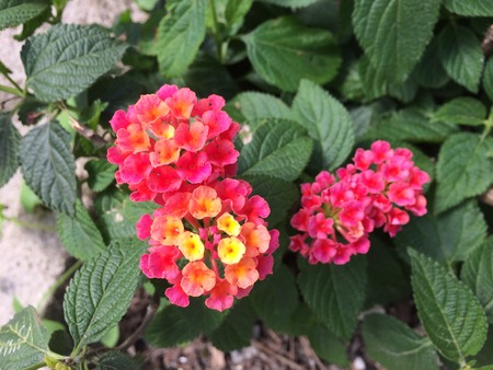 Small and delicate colored flowers amid the green leaves of a gardenの写真素材