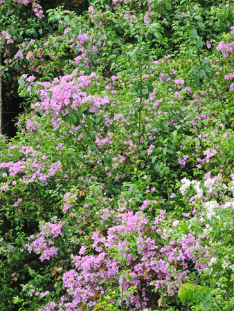 Countless purple flowers mixed with the green foliage of the treesの写真素材
