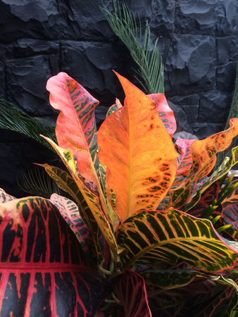 Plant with colorful leaves in contrast with dark backgroundの写真素材