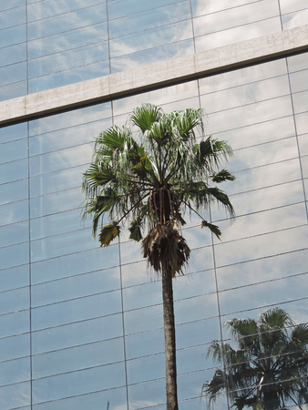 A tall palm tree in contrast to a glass facadeの写真素材